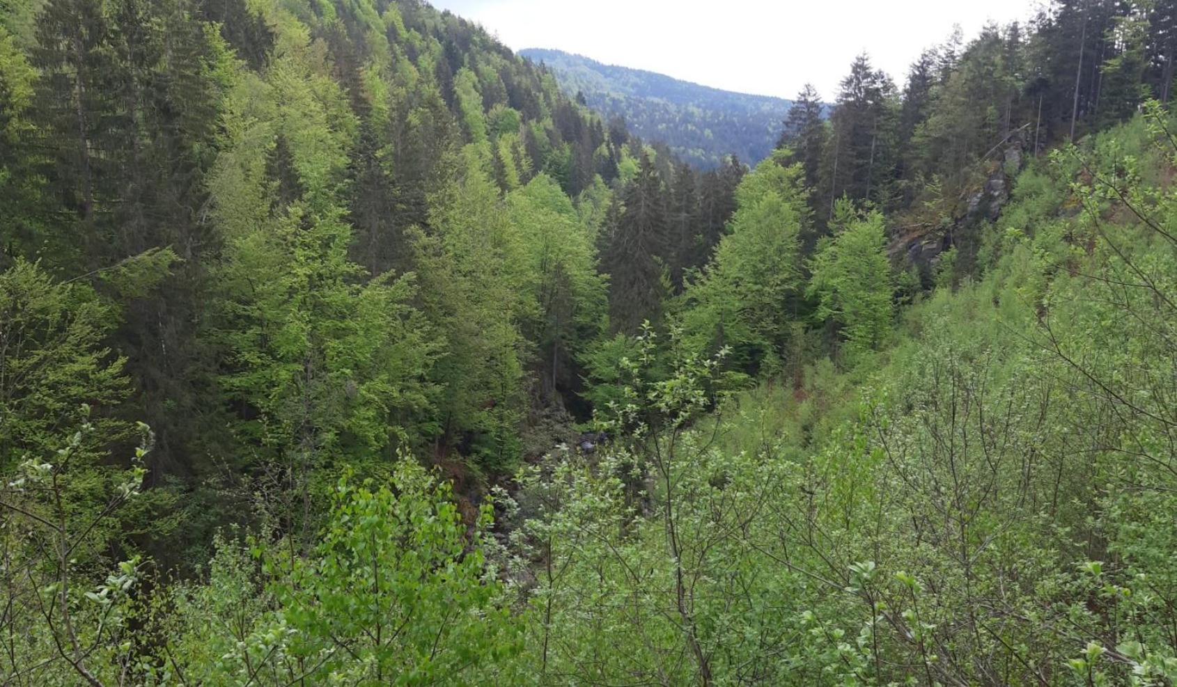 Gaestehaus Am Goldberg Sankt Oswald-Riedlhuette Exteriör bild